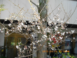 事務所の桜